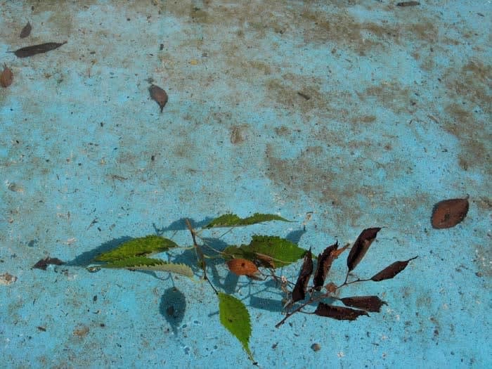 Jessica Backhaus, Pond, from the series Once, Still and Forever, 2011