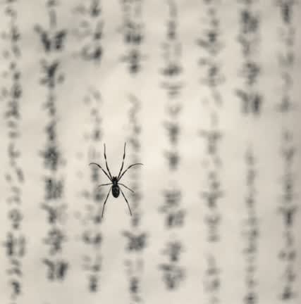Michael Kenna, Spider and Sacred Text, Yakuki, Skikoku, Japan (KE1044)