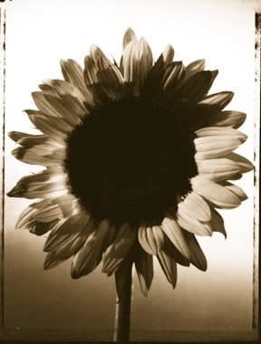 Tom Baril, Sunflower with Buds (730), 2001