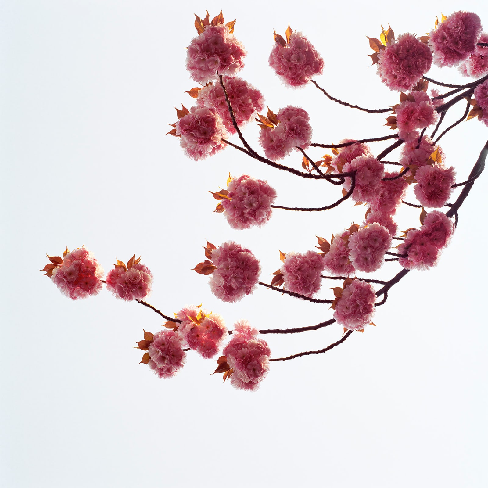 Sally Gall, Blossom #3, 2005