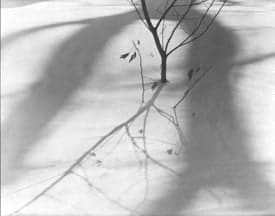 Ralph Steiner, Sapling in the Snow, 1977