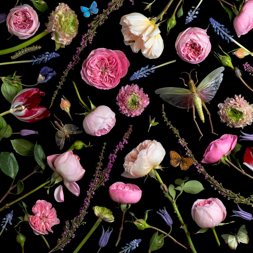 Paulette Tavormina, Botanical VI, Juliet Roses, 2013