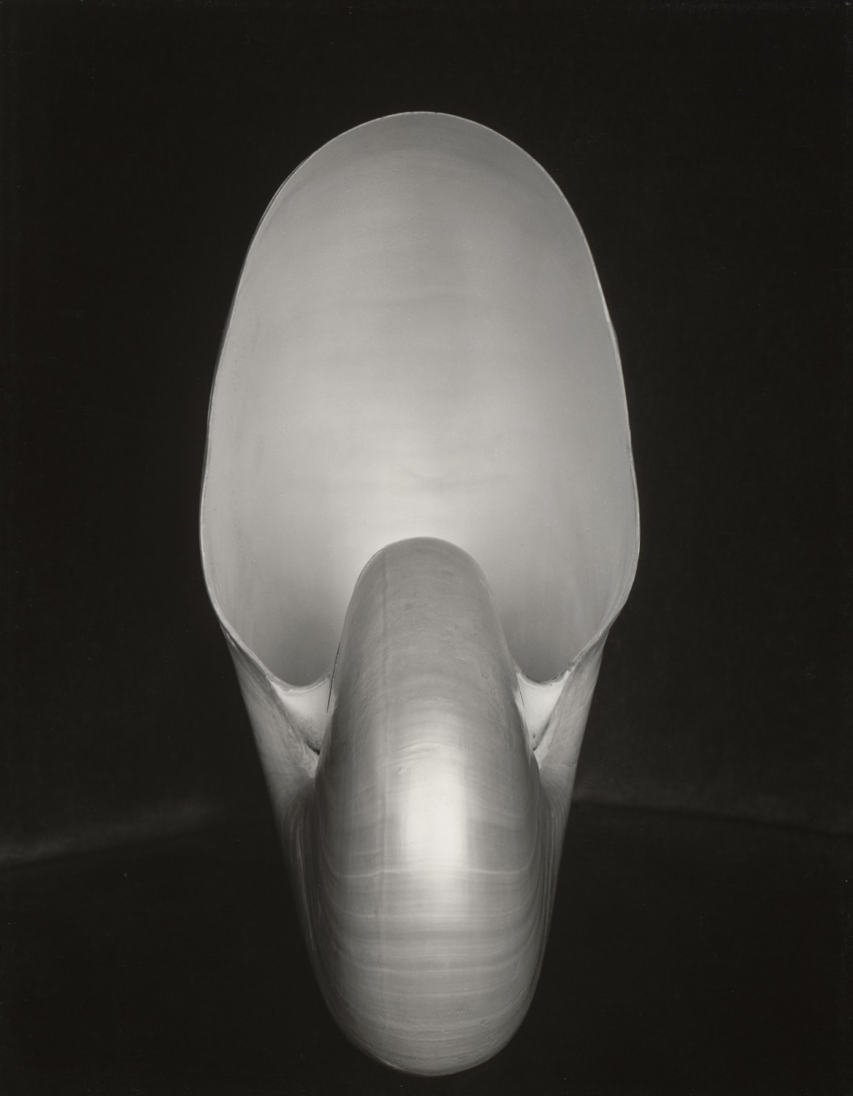 Edward Weston, Shell (1S), 1927