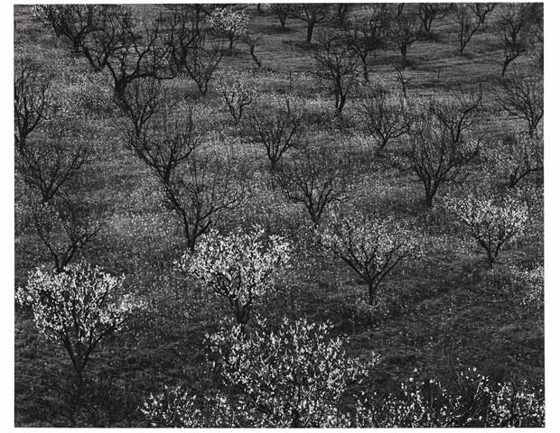 Ansel Adams, Orchard Portola Valley, CA (near Stanford University), 1940