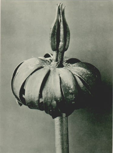 Karl Blossfeldt, Plate 76: Eranthis cilicica, c. 1920s