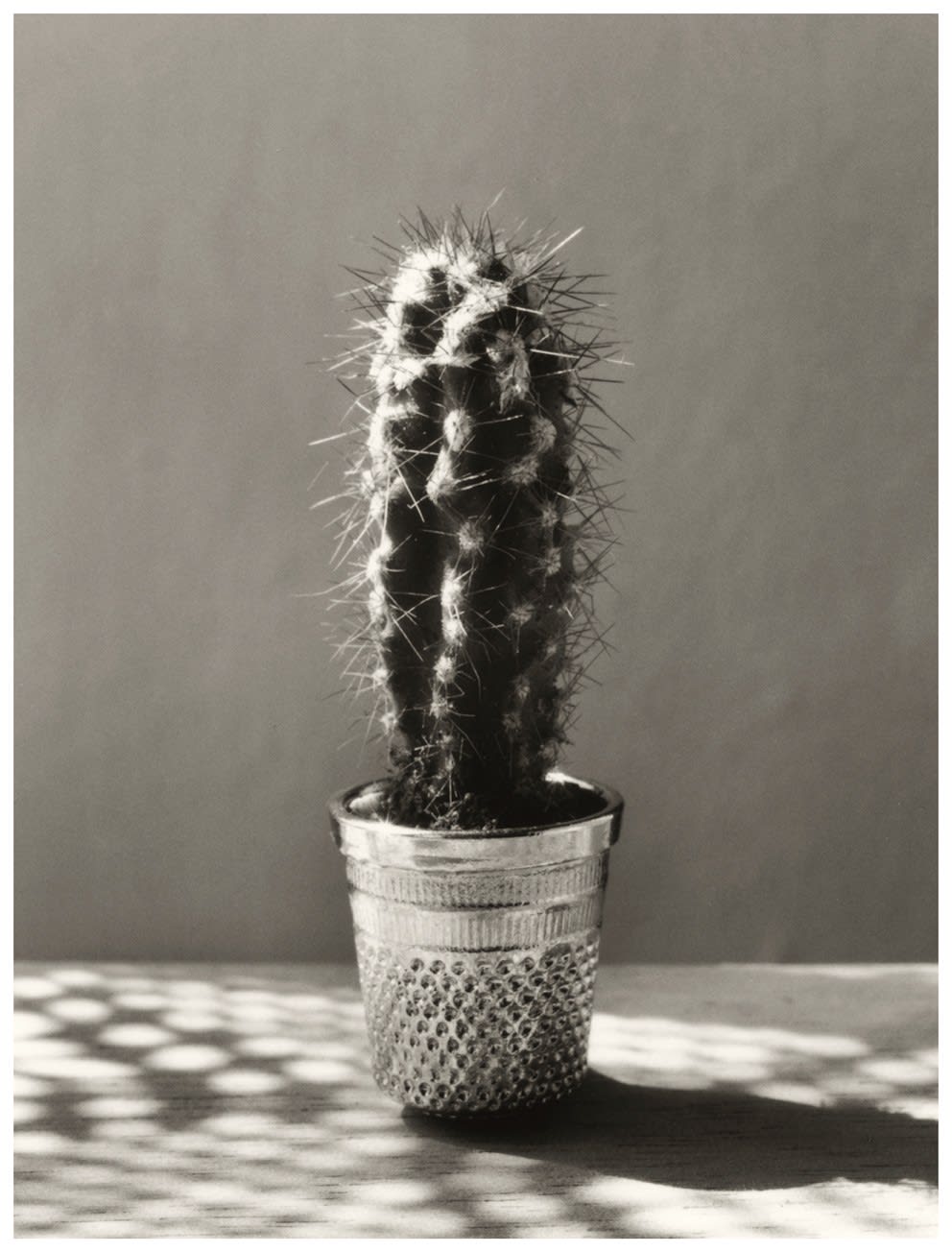Chema Madoz, Dedal Cactus, 1995