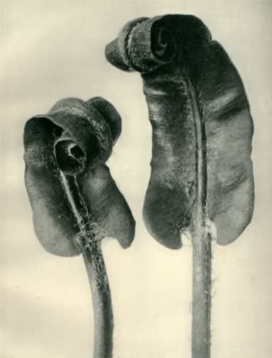 Karl Blossfeldt, Plate 36: Scolopendrium vulgare, c. 1920s