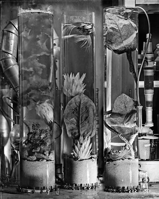 Gregory Vershbow, Aquarium of Cambrian Sea Plants (from the series, The Alchemist's Tree), 2010