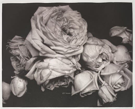 Edward Steichen, Heavy Roses, Voulangi, France, 1914/1996