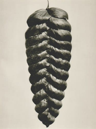 Karl Blossfeldt, Plate 95: Briza maxima, 1932