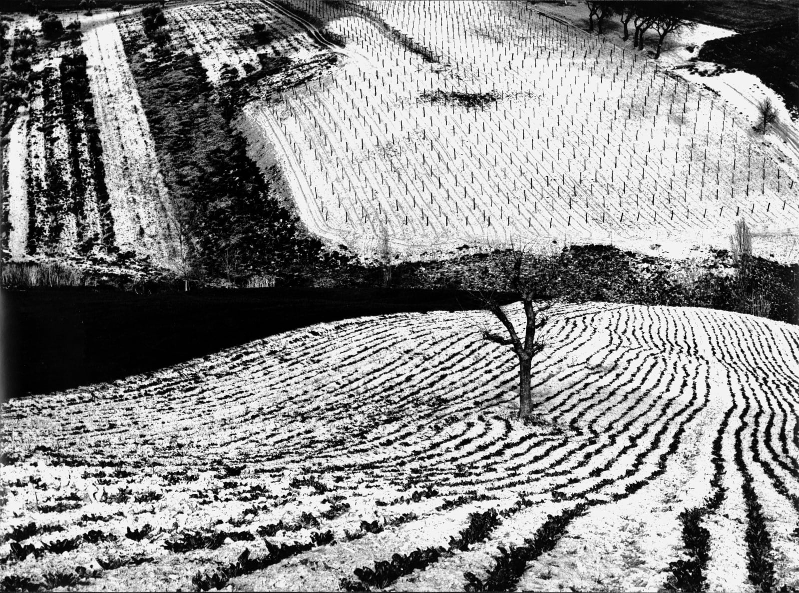 Mario Giacomelli, Paesaggio 283; Metamorphosis of the Land, (from the series On Being Aware of Nature), 1968