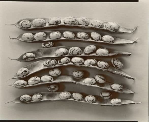 Olivia Parker, Shell Beans (7932) from the series Signs of Life, 1979