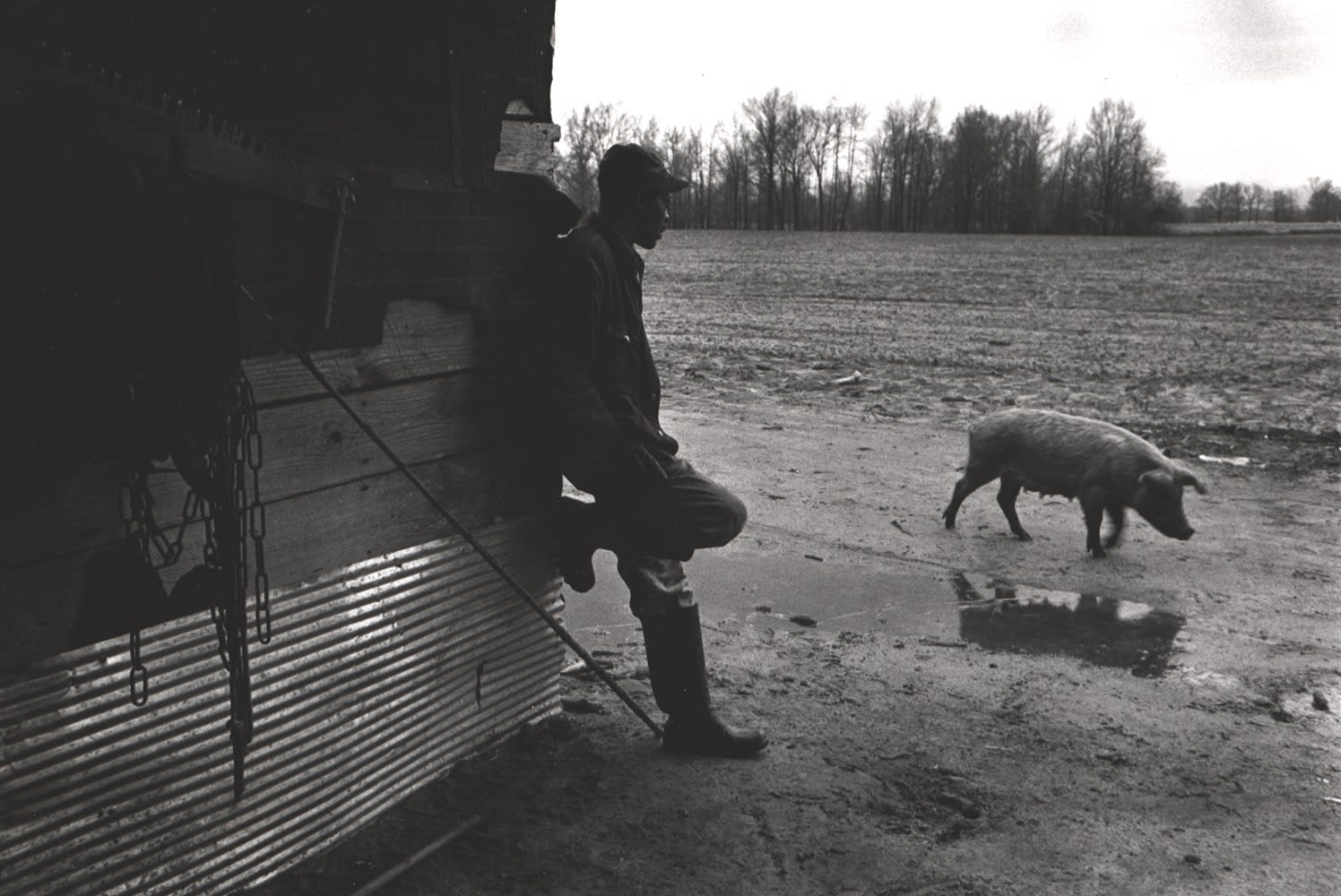 Constantine Manos, Untitled, Sharecroppers, South Carolina (lone man and hog), 1965