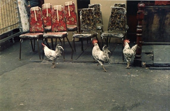 Helen Levitt, Untitled (Three Roosters), New York City, New York, 1971