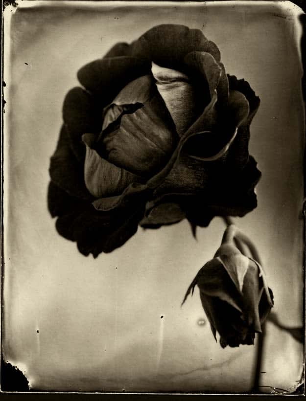 Tom Baril, Red Rose with Bud (761.7), 2002