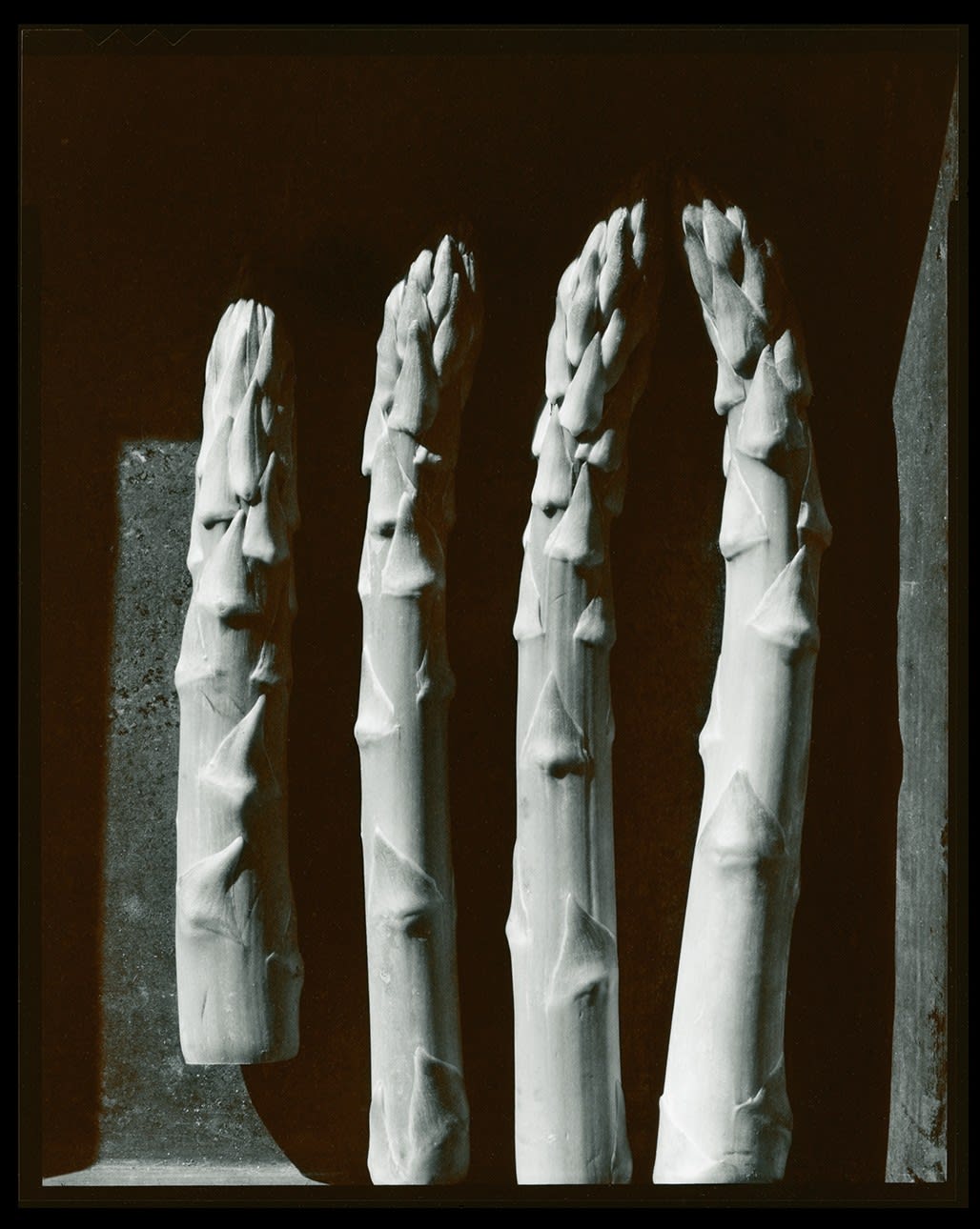 Olivia Parker, Asparagus from the series Signs of Life, 1976