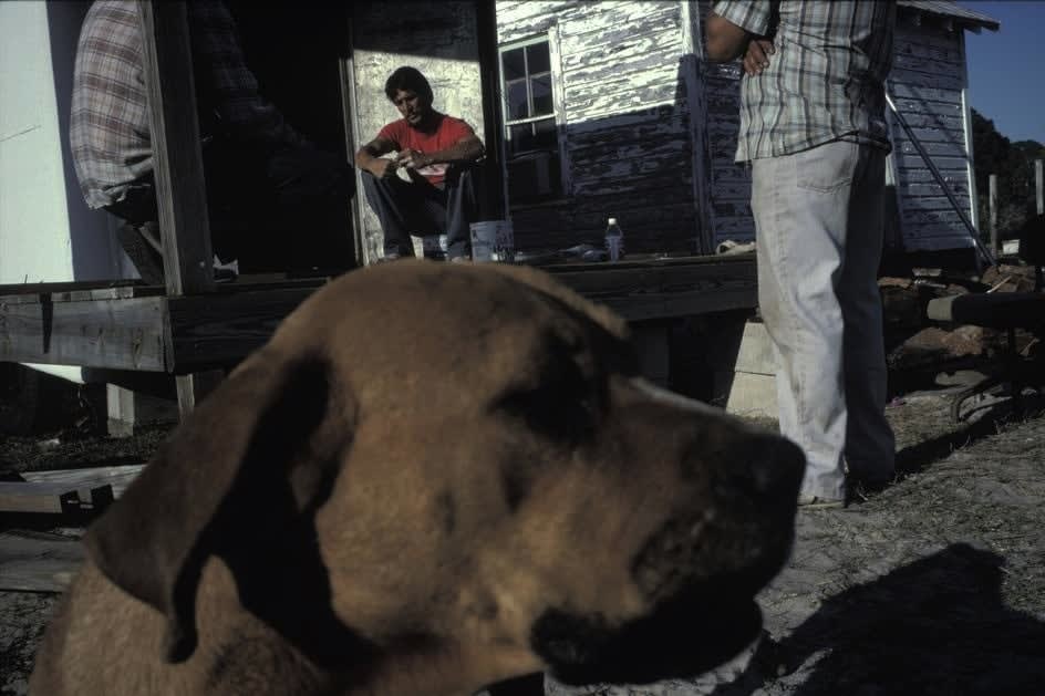 Alex Webb, Suwanee, Florida (brown dog with men), 1989