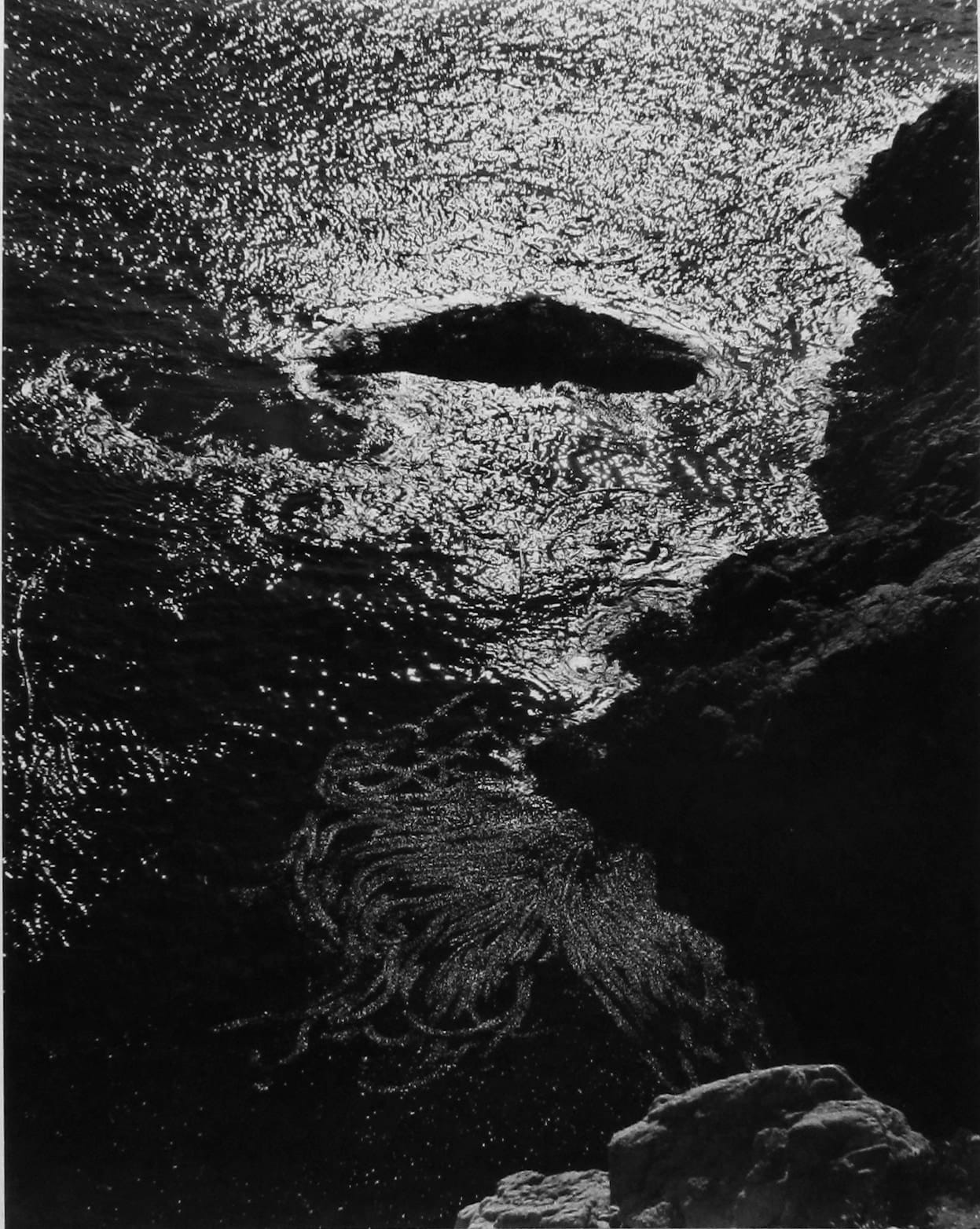 Edward Weston, Kelp, Point Lobos, 1940