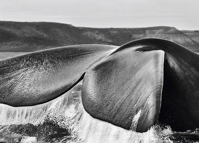 Sebastião Salgado, Whale tail, Valdes Peninsula, neg.04-3-291-62 Southern Right Whale (Eubalaena australis), Valdes Peninsula, Argentina, 2004