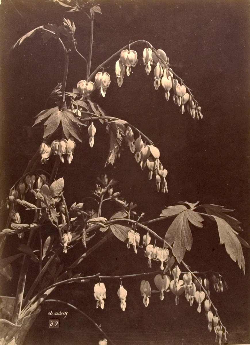 Charles Aubry, Study of Bleeding Hearts #39, c. 1860's