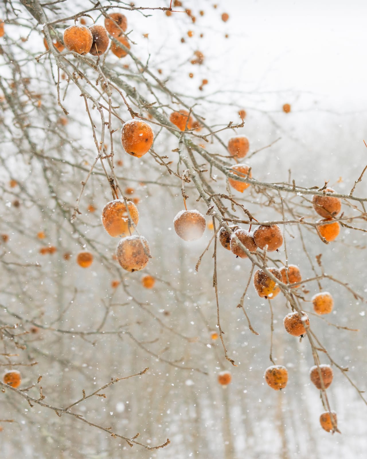 Cig Harvey, Frozen Apples, 2018