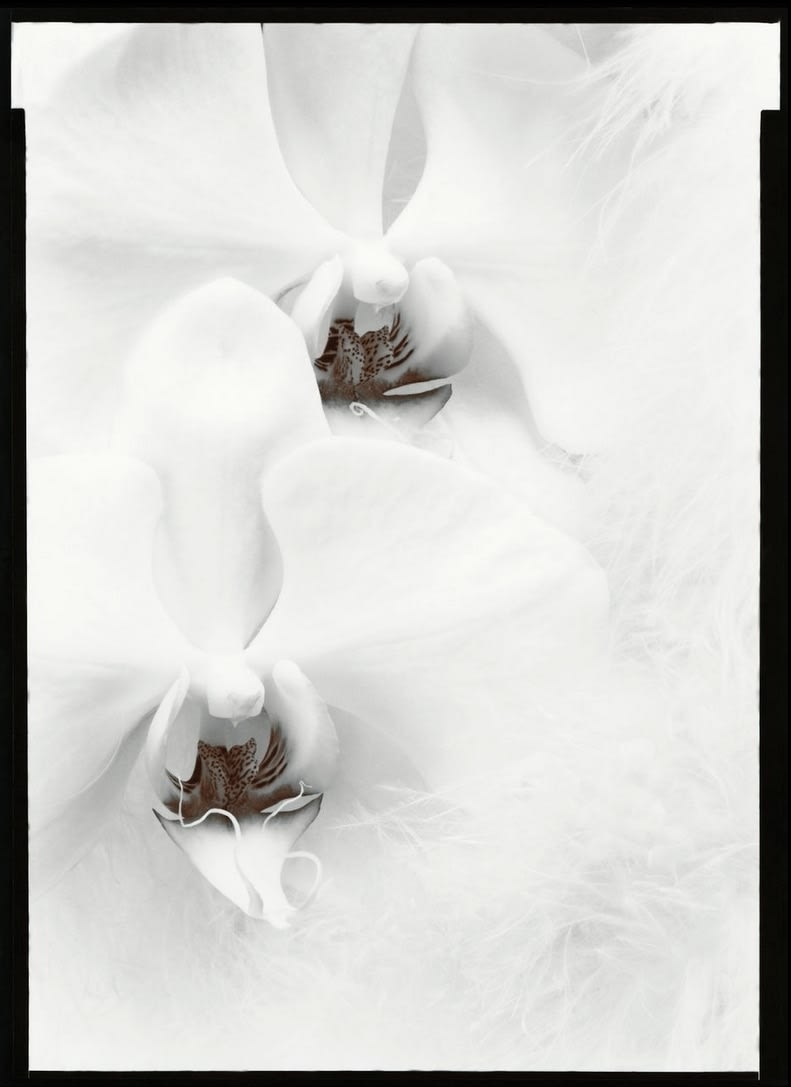 Olivia Parker, Orchids from the series Signs of Life, 1976/1977