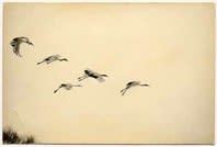 Masao Yamamoto, Nakazora #1177