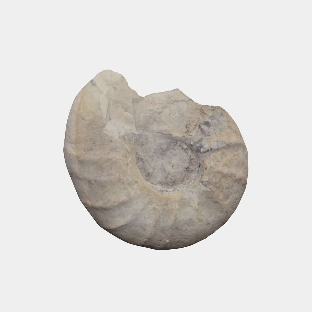 Large Prehistoric Ammonite