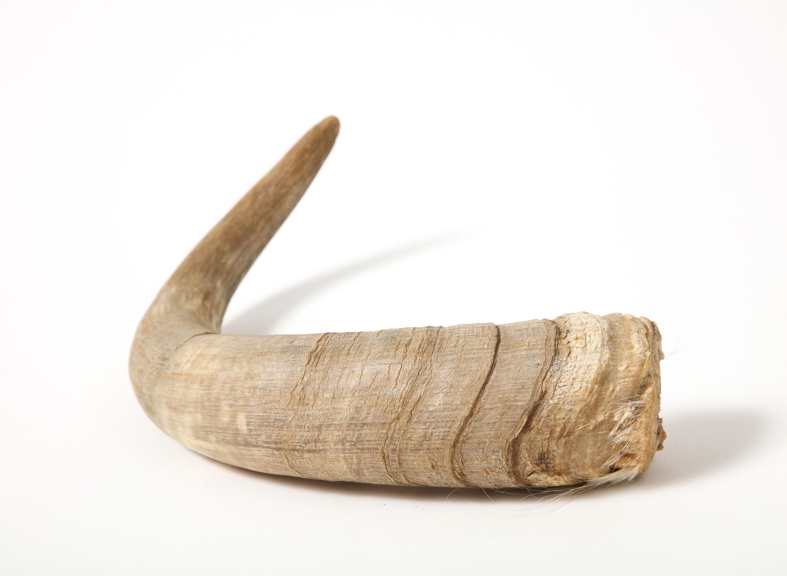 Decorative Horn