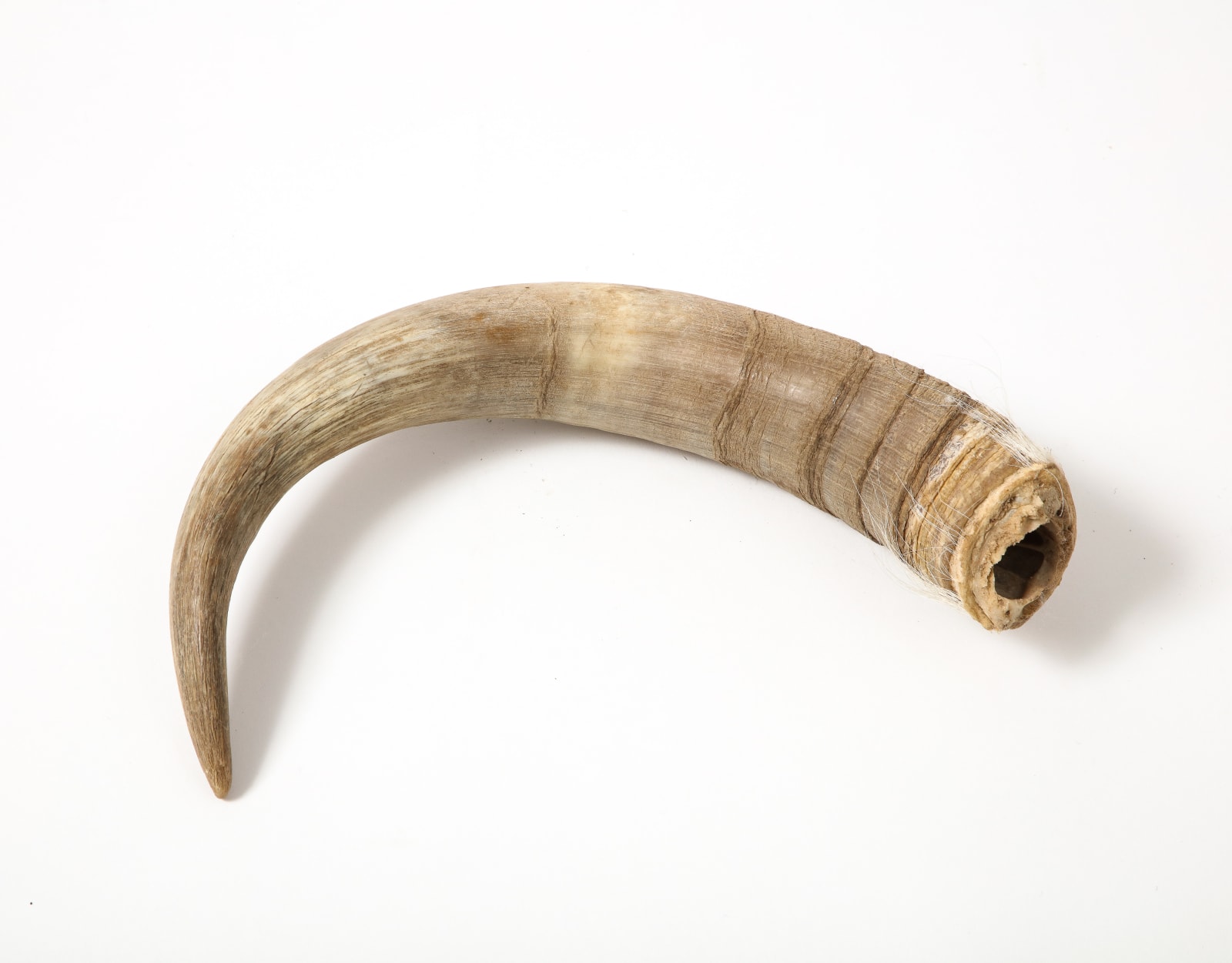 Decorative Horn