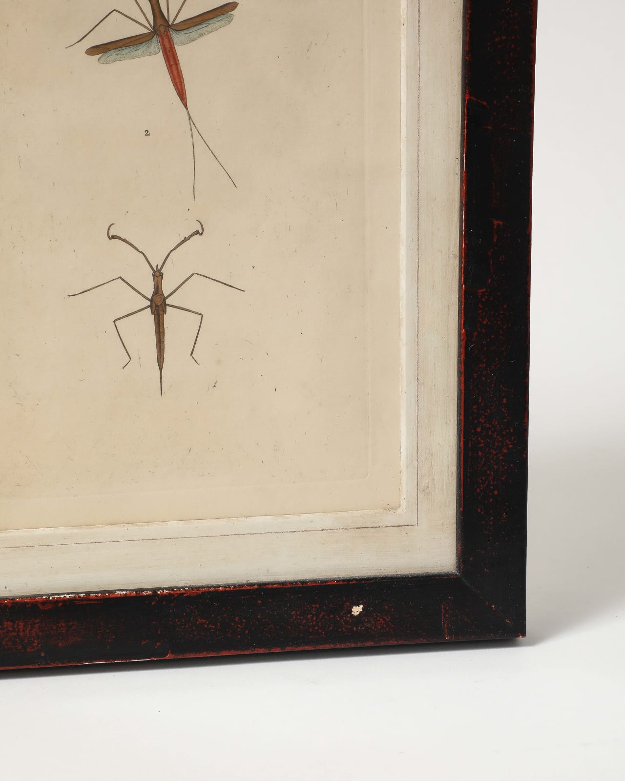 Academic Entomology Print