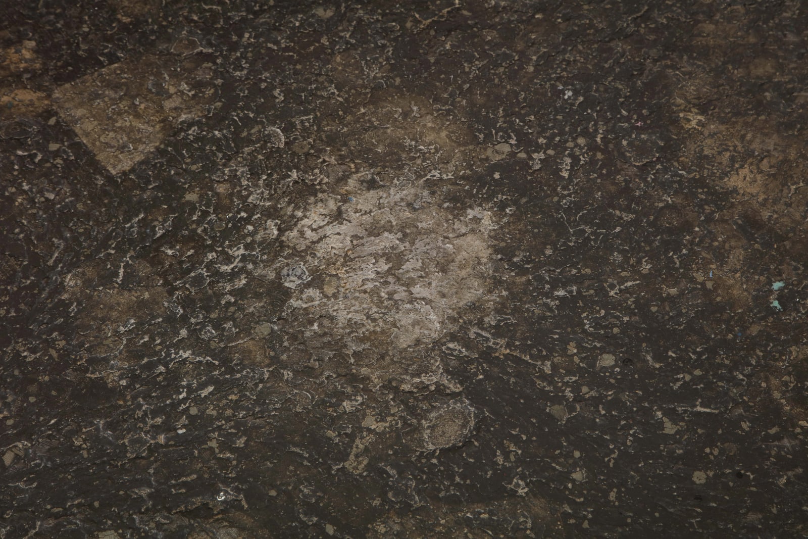 Mid-Century Coffee Table with Fossils