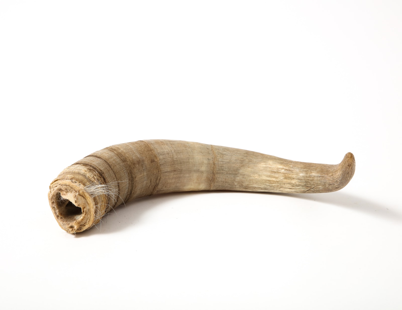 Decorative Horn