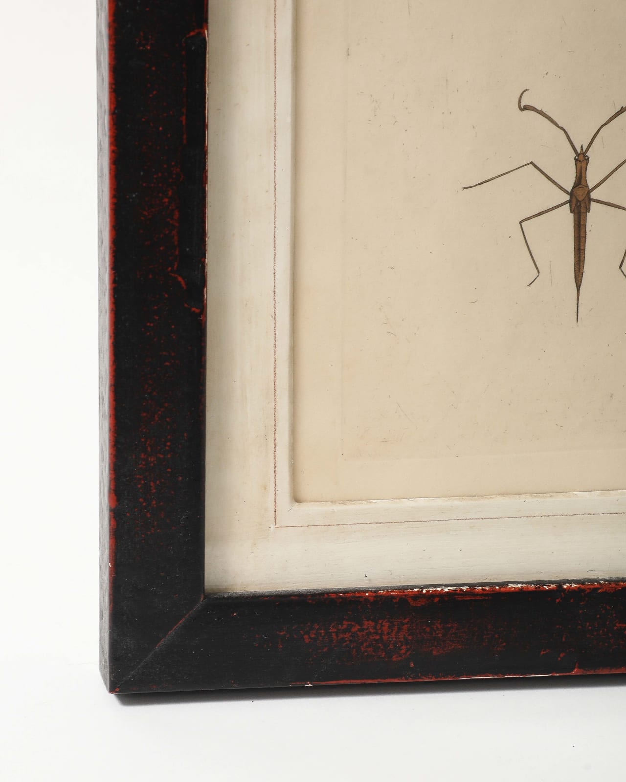 Academic Entomology Print