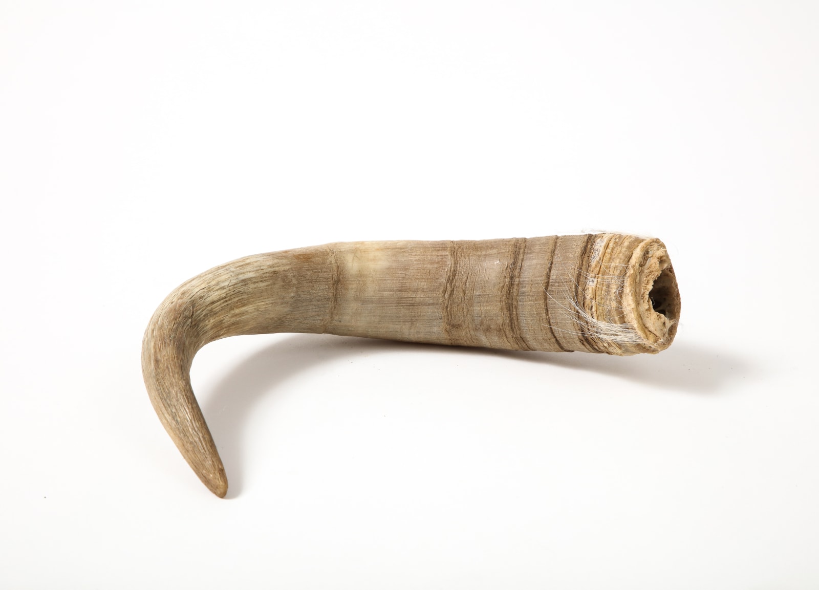 Decorative Horn