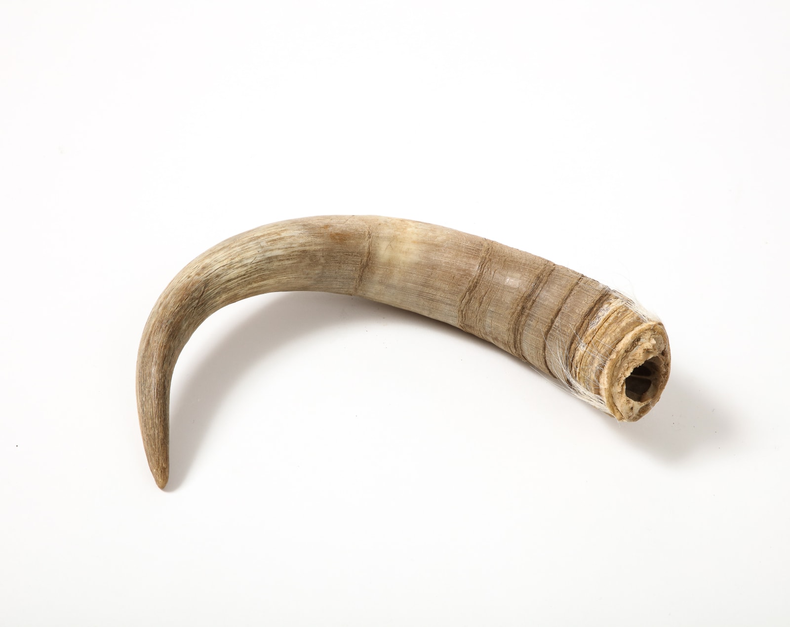 Decorative Horn