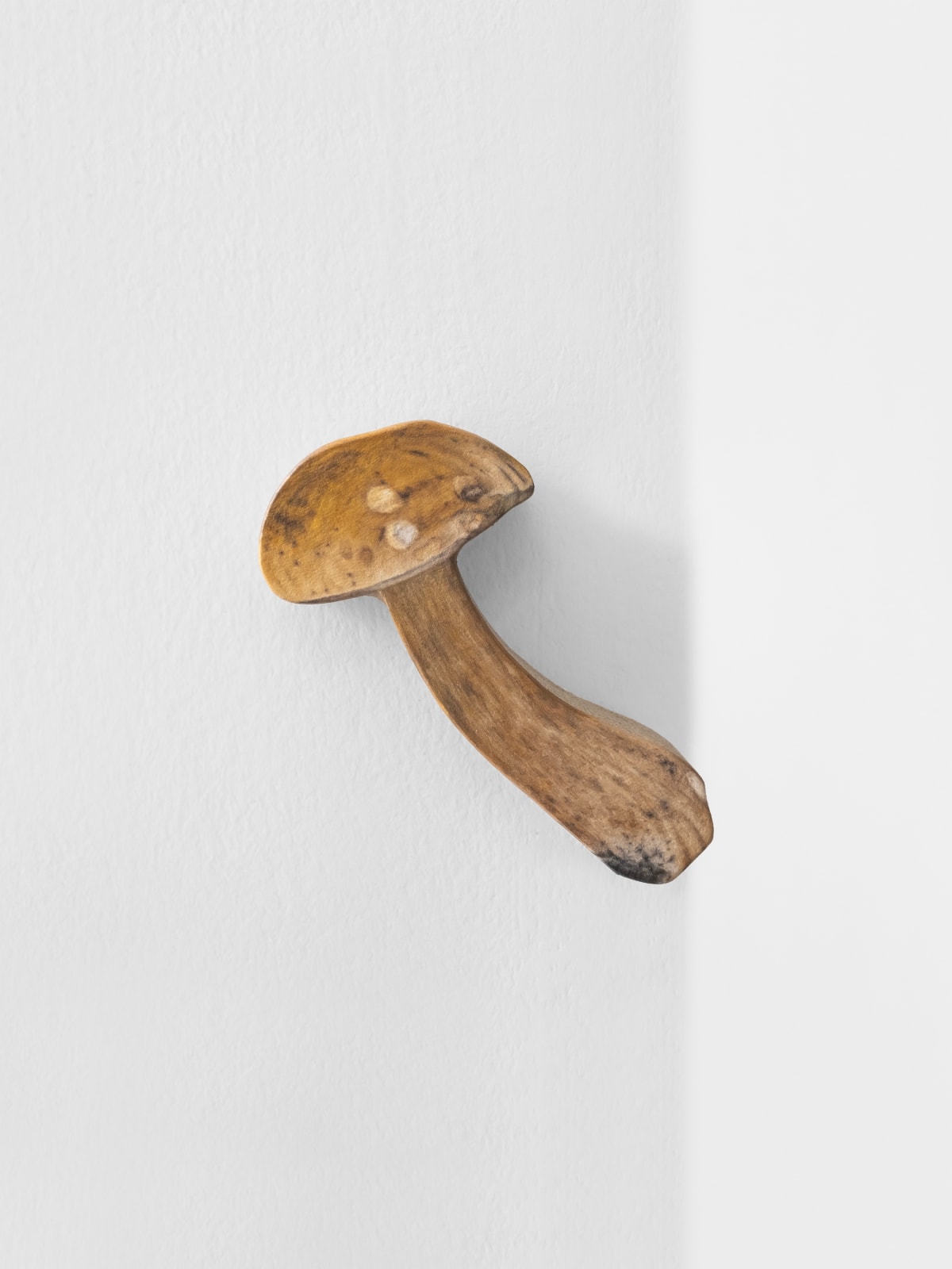Marius Steiger, Mushroom, 2024