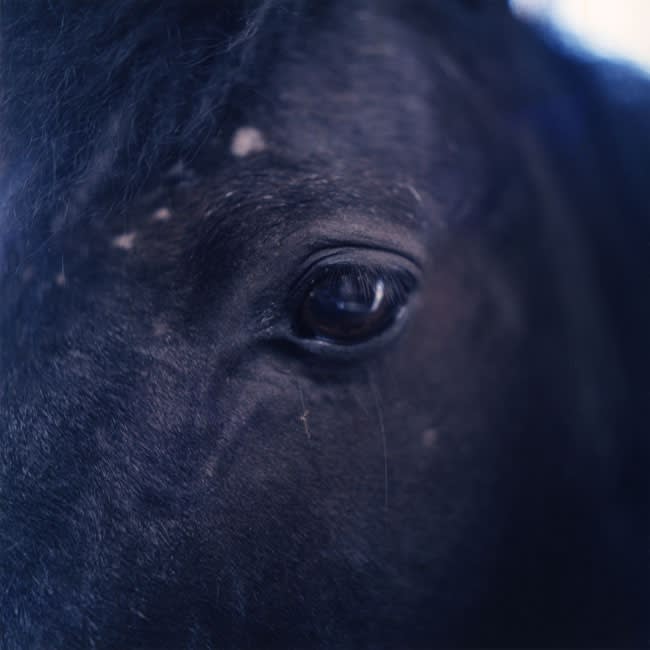 RInko Kawauchi, Untitled 002, from the series Deauville [horse], 2014