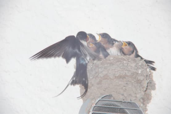 Rinko Kawauchi, Untitled, from the Series "Under the Same Sky",