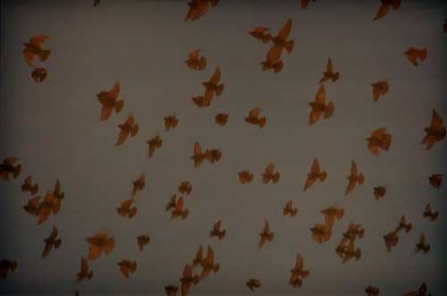 Rinko Kawauchi, Untitled, [Starlings]From the series "Murmuration", 2010