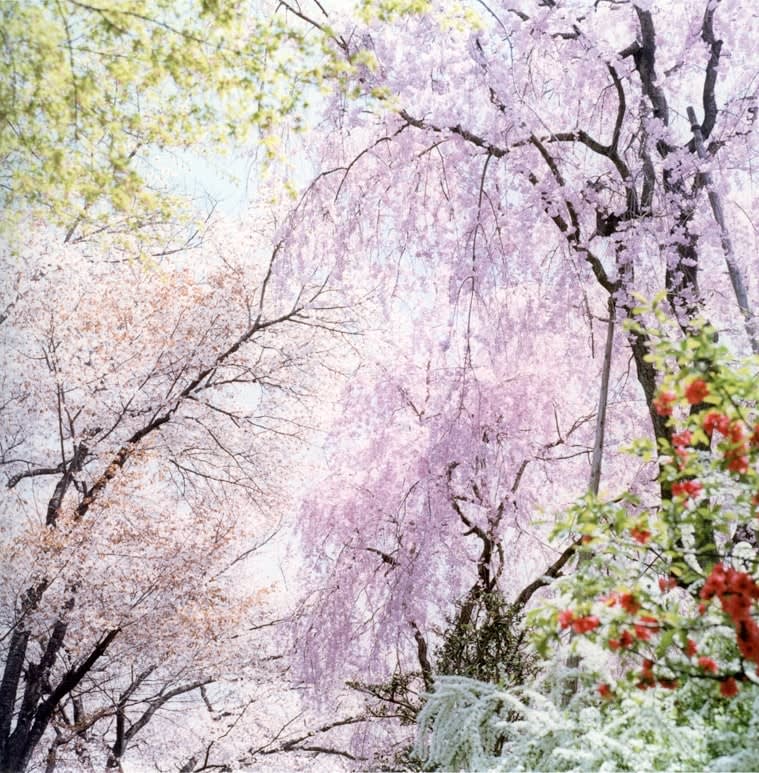 Rinko Kawauchi, I59 from the series Illuminance, 2009