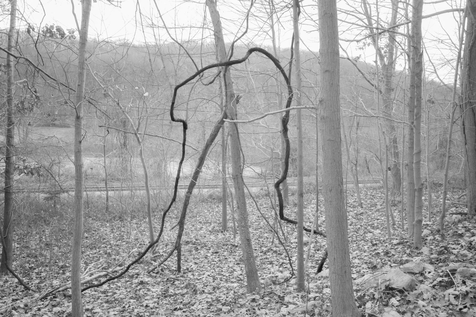 Caleb Stein, Forrest Sculpture Poughkeepsie, NY, 2020