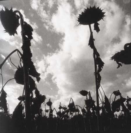 Graciela Iturbide, Girasoles, Civitella, Italia, from the series asor [sunflower 1], 2000
