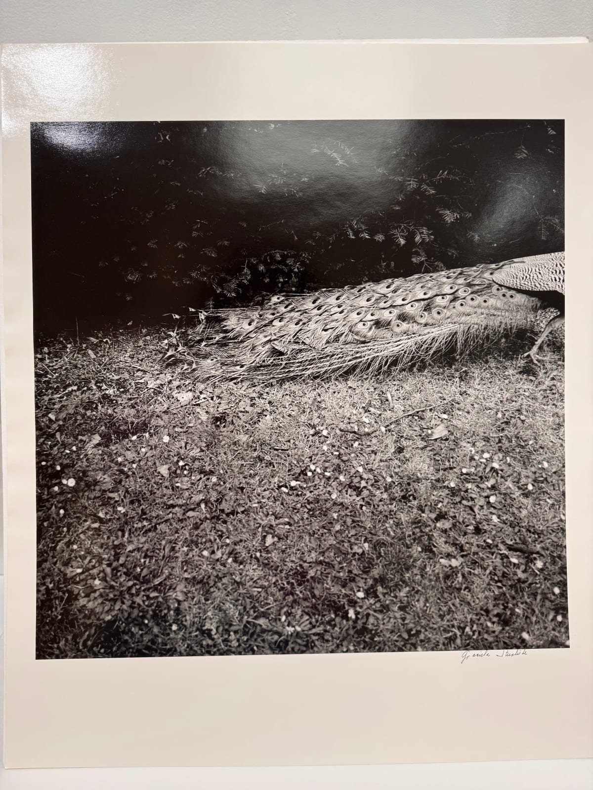 Graciela Iturbide, Pavo Real Zoo de Roma, from the series asor [moss hand], 2007