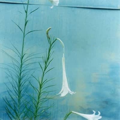 Rinko Kawauchi, Untitled (A131) from the series AILA, 2011