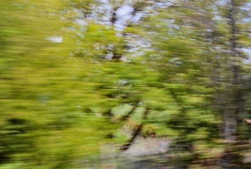 Rinko Kawauchi, Untitled, [blurred trees]From the series "Murmuration", 2010