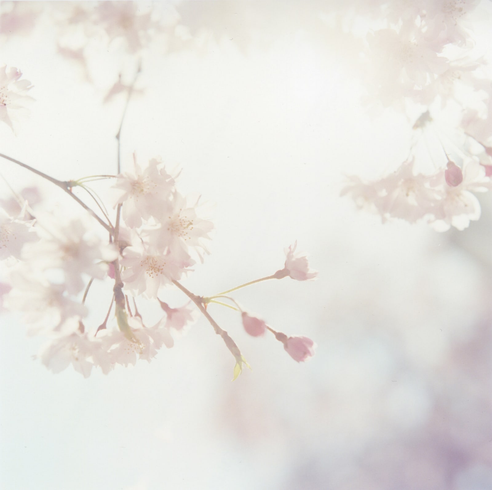 Rinko Kawauchi, Untitled, (II36) , 2011