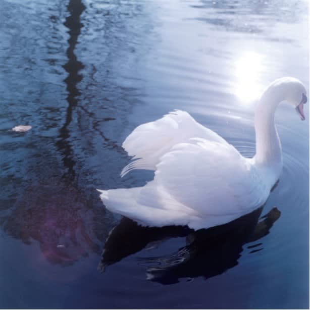 Rinko Kawauchi, Untitled (A75) from the series AILA, 2011