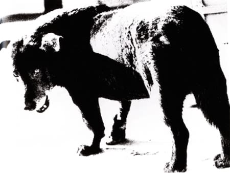 Daido Moriyama, Stray Dog, Aomori, Japan, 1971