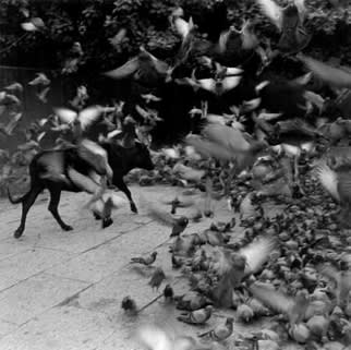 Graciela Iturbide, Untitled [Bull & Birds], Jaipur, India, 1998